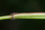 Broadleaf signalgrass